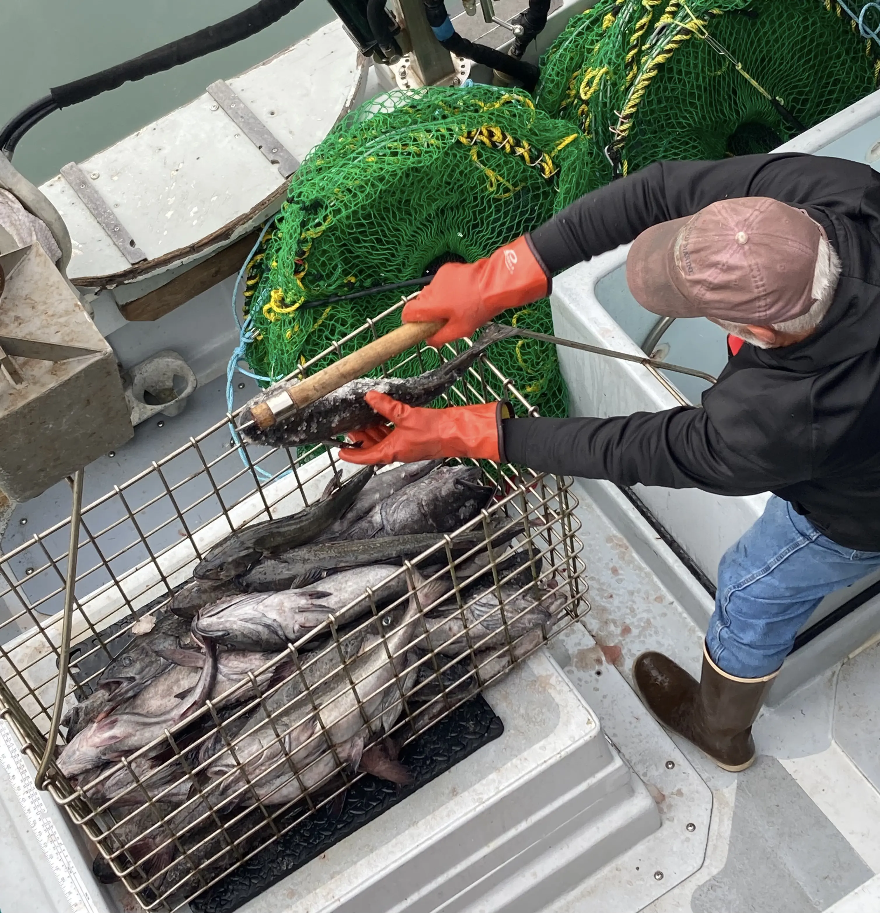 Offloading fresh Black Cod
