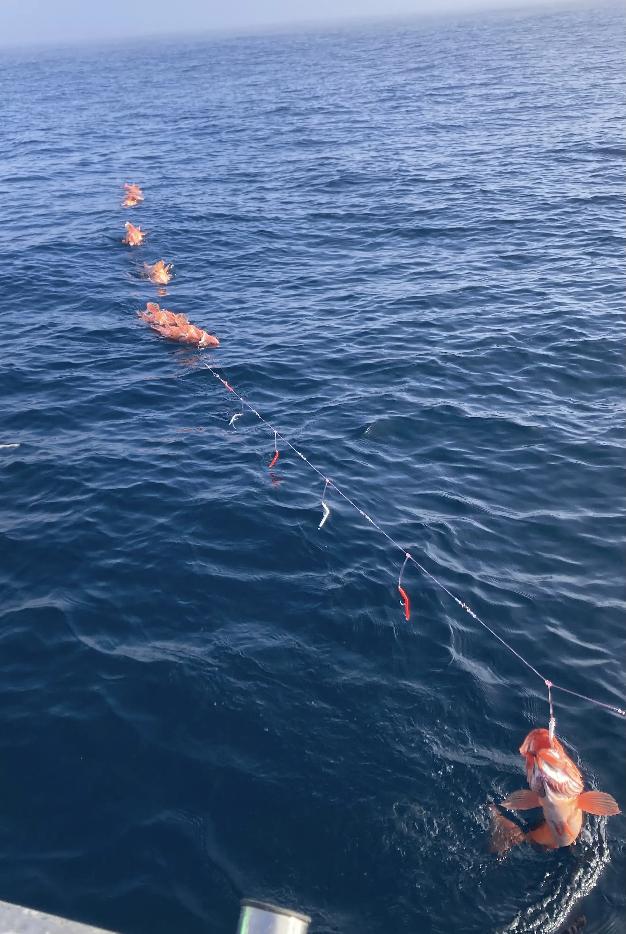 Rockfish on longline